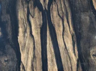 Guitare classique 51 : ébène et épicéa - Photo #12